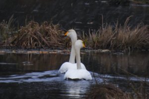 Didelio patogeniškumo viruso atvejai nustatyti laukiniams paukščiams Vakarų Europoje