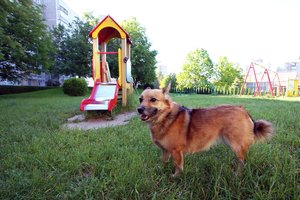 Konkurencijos taryba įspėjo dėl gyvūnų ženklinimo reikalavimų – siūlo juos keisti