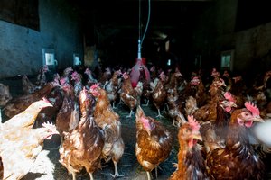 Paukščių laikytojai gali teikti paraiškas laikinajai valstybės paramai gauti