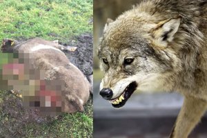 Kaimuose – pirmosios vilkų puotos, ūkininkai skaičiuoja nuostolius