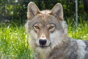 Vilko išbaidyta avis pas ūkininkus grįžo po dviejų savaičių