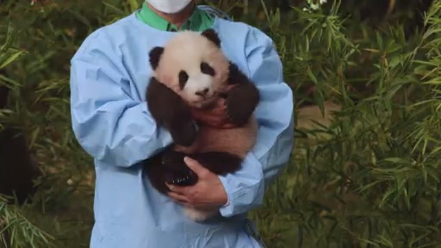 Pietų Korėjos zoologijos sode pristatytas pandos jauniklis: mažyliui sukako 100 dienų