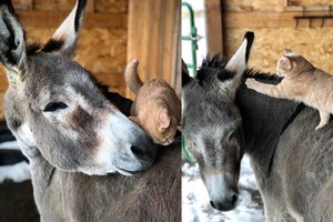 Įamžino neįprastą draugystę: žirgai engė katę, bet ši surado kam užsikarti ant sprando