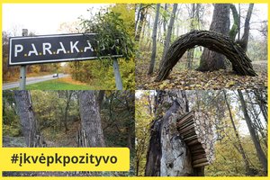 Kaune – netikėti meno kūriniai iš augalų: džiugins ne vienerius metus