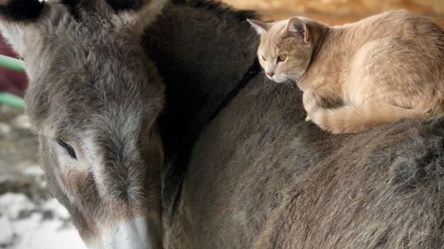 Stebina neįprastas elgesys: katė ir asilas įrodė – draugystė tarp šių gyvūnų įmanoma