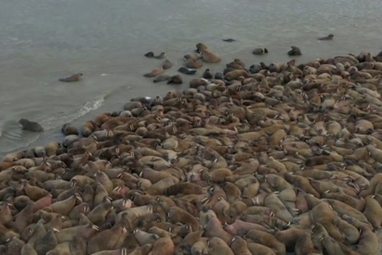 Jamalo pusiasalyje pasitiko netikėtas reginys – tūkstančiai didžiųjų jūrinių vėplių