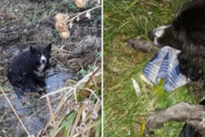 Moteris griovyje pamatė sėdintį „meškiną“ – tik priėjusi arčiau suprato, kad šunelis nejudina kojyčių