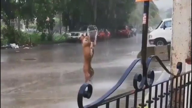 Nufilmavo augintinio reakciją į lietų: šuns elgesys prajuokins ne vieną