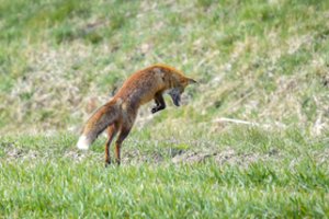 Miesto parke – žavinga lankytoja: lapė žmonių visai nebijo