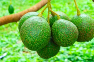 Paaiškino, kodėl avokadai nėra pigūs vaisiai: viską lemia viena aplinkybė