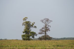 Sofos ūkininkams mauna apynasrį: kontrolė griežtės