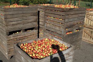 Patarimai, kaip išlaikyti obuolius per visą žiemą