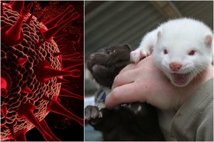 Paaiškino, kuo iš tiesų pavojingas mutavęs audinių koronavirusas