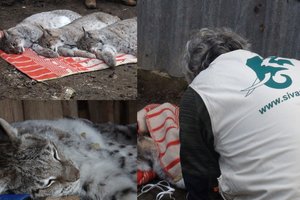 Pareigūnų reidas Joniškyje: aptiko aptvare netinkamai laikomas 7 lūšis