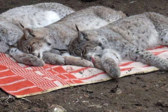 Pareigūnai Joniškyje aptiko 7 aptvare netinkamai laikomas lūšis