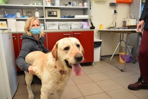 Panevėžyje baisiomis žaizdomis nusėtas labradoras šaukėsi žmonių pagalbos