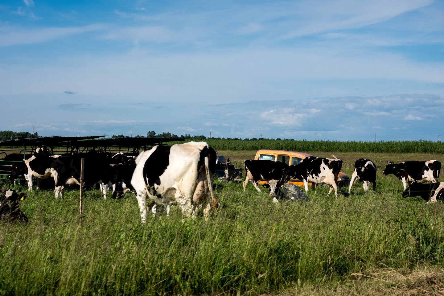 Kaime mažai teliko po kelias karves laikančių šeimos ūkių.<br> V.Ščiavinsko nuotr. 