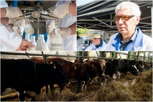 Net ir kooperatyvas vienas lauke – ne karys: susijungė ir pieną parduoda trise