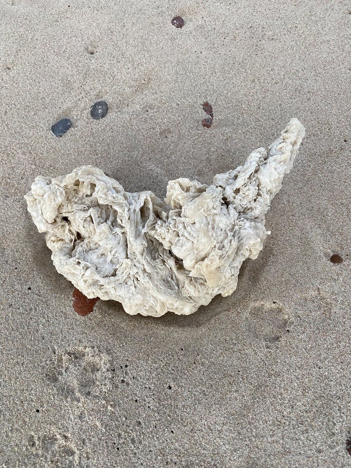 Parafino luitai Kuršių nerijos pakrantėje.<br>T. Girdzevičiaus nuotr.