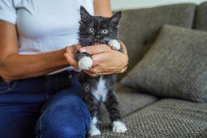 Mažą katytę priglaudusi šeima: „Princė kaip trečias mūsų vaikas“