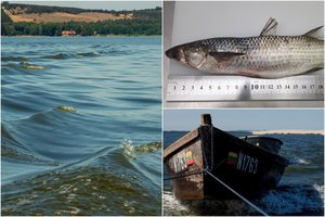 Lietuvoje aptikta nauja žuvų rūšis: Kuršių mariose – Viduržemio jūros gyventoja ramada