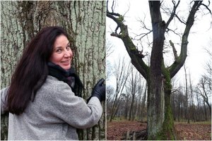 Kauniečiai kyla į kovą dėl dar vieno miesto ąžuolyno: paaiškino, kuo jis ypatingas