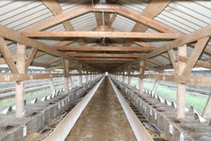 Į košmarą Danijoje patekę lietuviai rauda dėl žudomų audinių: aptikus koronaviruso mutaciją – nurodymas sunaikinti