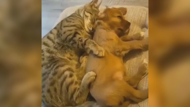 Vaizdelis abejingų nepaliks: šuns ir katės draugystė tirpdo internautų širdis