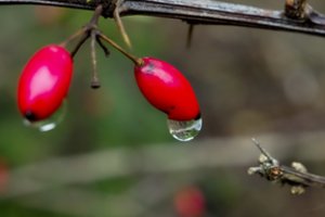 Įsibėgėjant rudeniui sode vis dar yra reikalų – keli tiesiog privalomi