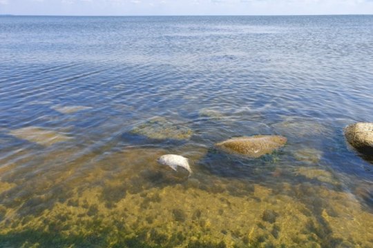 Kuršių mariose aptikta nauja žuvų rūšis: sveria iki 3 kg 