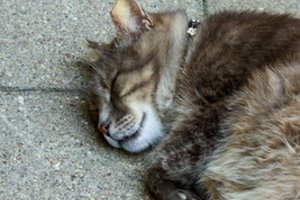 Šiaulių r. į svečius užsukęs vyras pasmaugė šeimininkų katiną: teks stoti prieš teismą