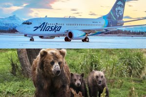 Aliaskoje tūpdamas lėktuvas užmušė mešką, jauniklis gyvas liko per stebuklą