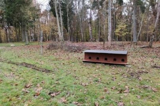 Katės sukiršino Jurbarko gyventojus: savivaldybė priėmė griežtą sprendimą