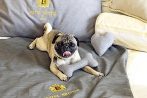 Turtuolių keturkojams – nežemiška prabanga: pamatykite, kur ir kaip jie gyvena