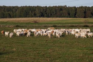 Pieno supirkimo kainos Lietuvoje augo ketvirtą mėnesį iš eilės