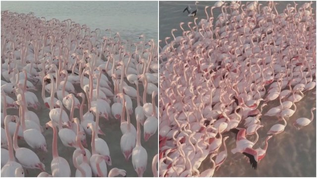 Mokslininkai nerimauja: tūkstančiai flamingų Kazachstaną aplankė mėnesiu anksčiau nei įprastai