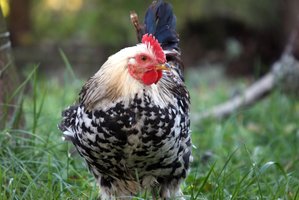 Prancūzija ir Danija dėl paukščių gripo atvejų pradeda skersti naminius paukščius