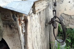 Šunį pakoręs Šiaulių rajono gyventojas atsidūrė už grotų