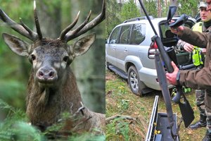 Biržų girioje elnią nušovę brakonieriai nuteisti, sumokės beveik 10 tūkst. eurų