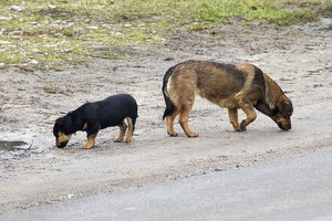 Vyriausybės požiūris ir parlamentarų iniciatyvos dėl gyvūnų veisimo – skirtingi