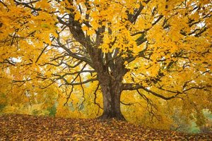 Biologas paaiškino, kodėl ir kur reikia palikti nesugrėbtus medžių lapus