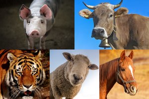 Neįprastas testas parodo, ką slepia jūsų pasąmonė