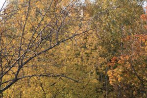 Lapkričio pabaigos darbai sode ir darže: ką būtina suspėti prieš žiemą