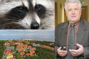 Kuršių neriją atakuoja invaziniai gyvūnai: dauginasi kaip pasiutę