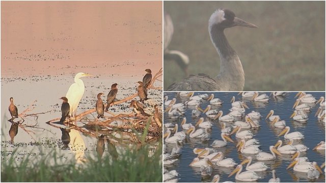 Prasidėjo paukščių migracija: žmonės grožisi, o ekspertai mato klimato atšilimo įtaką