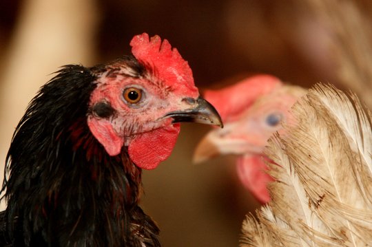 Europoje nustatyta per 100 naujų paukščių gripo atvejų