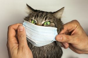 Mokslininkai: katės gali būti besimptomėmis koronoviruso nešiotojomis