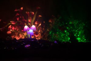 Naujas tyrimas: „magiškųjų grybukų“ terapija yra net kelis kartus efektyvesnė už antidepresantus