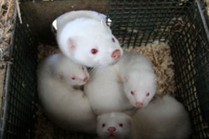 Ištyrė Lietuvos ūkius: mutavusio COVID-19 viruso audinėse nerasta