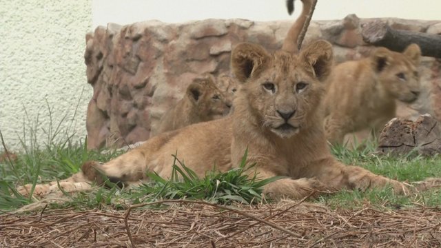 Meksikos zoologijos sodas švenčia: pasauliui pristatyti 5 naujagimiai liūtukai